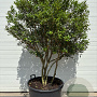 Osmanthus burkwoodii 150-175 cm draadkluit meerstammig