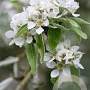 Pyrus nivalis 175-200 cm draadkluit meerstammig solitair