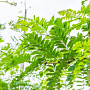 Robinia pseudoacacia 16-18 HO draadkluit