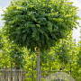 Robinia ps. 'Umbraculifera' 12-14 cm draadkluit 225 cm stam Beveerd