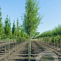Salix alba 'Liempde' 20-25 HO draadkluit 225 cm stam Knotvorm