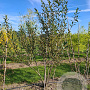 Salix pentandra 200-250 cm draadkluit meerstammig