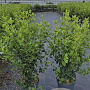 Viburnum tinus 80-100 cm 10L