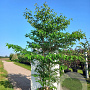 Cornus controversa 200-250 cm cont. 110L meerstammig