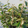 Elaeagnus ebbingei 50-60 cm met kluit