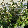Elaeagnus ebbingei 60-80 cm met kluit