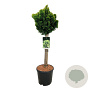Chamaecyparis o. 'Nana Aurea' 60 cm stam 15L