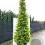 Cupressocyparis l. 'Gold Rider' 125-150 cm met kluit 40-45 haagplant