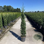 Cupressocyparis l. 'Tweeduizendéén' 225-250 cm met kluit