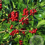 Ilex aquifolium Atlas 175-200 cm draadkluit solitair