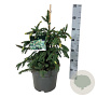 Picea a. 'Acrocona' 40-50 cm P26