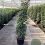 Prunus l. 'Angustifolia' 150-175 cm 25L