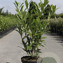 Prunus l. 'Caucasica' 100-125 cm 10L