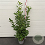 Prunus I. 'Rotundifolia' 100-125 cm 10L
