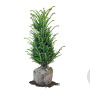 Taxus baccata 60-80 cm met kluit