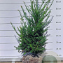 Taxus baccata 60-80 cm met kluit