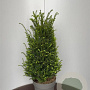 Taxus baccata 60-80 cm 10L