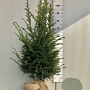 Taxus baccata 80-100 cm met kluit