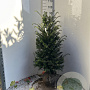 Taxus baccata 80-100 cm met kluit