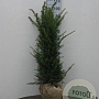 Taxus baccata 80-100 cm met kluit