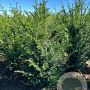 Taxus baccata 60-80 cm met kluit 30-35 haagplant