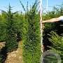 Taxus baccata 160-180 cm met kluit verplant