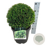Taxus media 'Groenland' 60-80 cm met kluit 30-35 haagplant