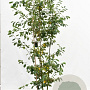 Amelanchier lamarckii 175-200 cm container meerstammig