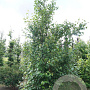 Betula utilis ‘Fascination’ 14-16 HO draadkluit