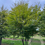 Carpinus betulus 500-600 cm draadkluit meerstammig