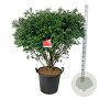 Euonymus alat. 'Compactus' 100-125 cm cont. 55L extra