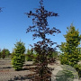 Fagus syl. 'Atropunicea' 18-20 cm draadkluit geveerd