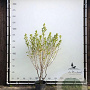 Halesia carolina 175-200 cm container meerstammig