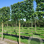 Liquidambar styraciflua 18-20 cm draadkluit lei 150x150 200 cm stam