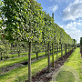 Liquidambar styraciflua 16-18 HO draadkluit lei 150x150