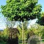Liquidambar s. 'Gum Ball' 25-30 HO draadkluit boven vered. 225 cm stam