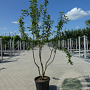 Malus 'Red Sentinel' 250-300 cm container meerstammig