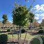 Parrotia persica 400-450 cm draadkluit meerstammig