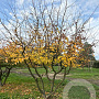 Parrotia persica 400-450 cm draadkluit meerstammig