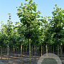 Platanus hisp. 'Malburg' 12-14 HO draadkluit Knotvorm 240 cm stam