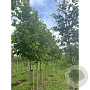 Platanus hisp. 'Pyramidalis' 30-35 HO draadkluit