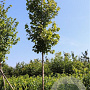 Tilia cordata 14-16 HO draadkluit
