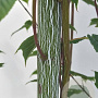 Acer davidii 'Viper' 300-350 cm container meerstammig