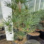Sciadopitys verticillata 50-60 cm 7,5L