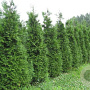 Thuja plicata 'Exelsa' 125-150 cm met kluit 40-45 haagplant