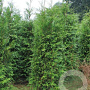 Thuja plicata 'Gelderland' 225-250 cm met kluit verplant