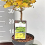 Acer shirasawanum 'Aureum' 20-25 cm 3,0L