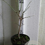 Acer shirasawanum 'Aureum' 40-50 cm 5,0L