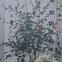 Amelanchier lamarckii 175-200 cm 20L