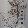 Amelanchier lamarckii 175-200 cm 20L
